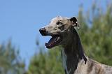 GREYHOUND 077